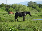 河辺の馬たち